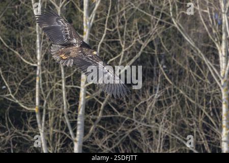 Un'aquila dalla coda bianca (Haliaeetus albicilla) sorvola un campo innevato alla luce del sole con una foresta sullo sfondo Foto Stock