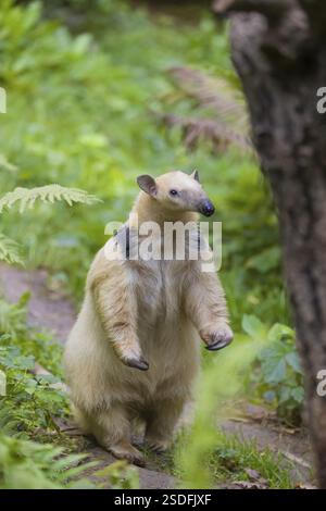 Un tamandua meridionale (Tamandua tetradactyla), in piedi alto, annusare qualcosa Foto Stock