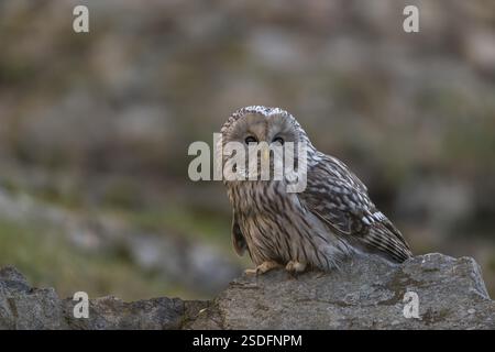 Un gufo tawny o un gufo marrone (Strix aluco) seduto su una roccia e in cerca di preda Foto Stock