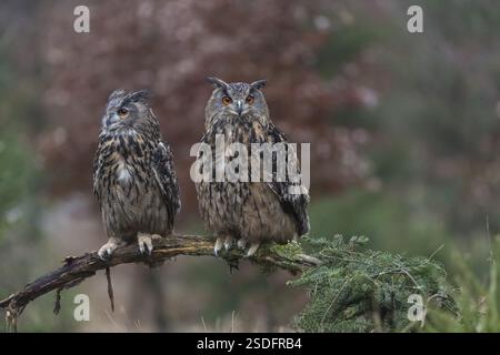 Una femmina e un maschio gufo eurasiatico, bubo bubo, arroccato su un ramo. Una foresta in autunno colorata sullo sfondo Foto Stock