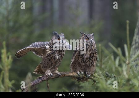 Una femmina e un maschio gufo eurasiatico, bubo bubo, arroccato su un ramo. Una foresta sullo sfondo Foto Stock
