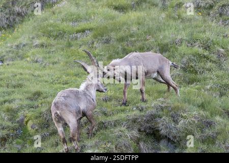 Due stambecchi adulti (Capra ibex) giocano a combattimenti sul livello del mare di 2500 m nel Parco nazionale degli alti Tauri Foto Stock