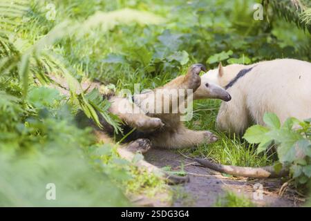 Un tamandua meridionale (Tamandua tetradactyla), alto, in posizione difensiva Foto Stock