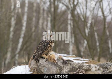 Un gufo eurasiatico, bubo bubo, arroccato su una carcassa di una volpe rossa distesa su una roccia. Una foresta sullo sfondo Foto Stock