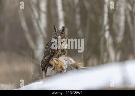 Un gufo eurasiatico, bubo bubo, arroccato su una carcassa di una volpe rossa distesa su una roccia. Una foresta sullo sfondo Foto Stock