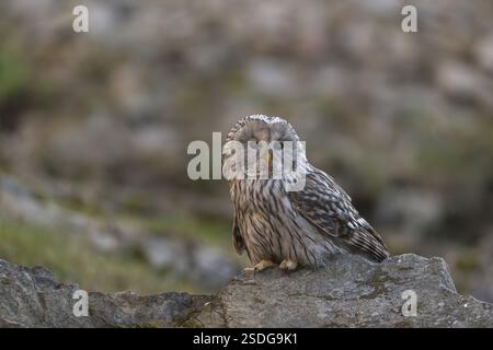 Un gufo tawny o un gufo marrone (Strix aluco) seduto su una roccia e in cerca di preda Foto Stock