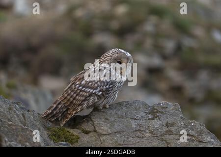 Un gufo tawny o un gufo marrone (Strix aluco) seduto su una roccia e in cerca di preda Foto Stock