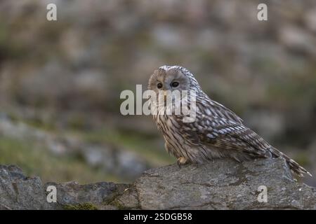 Un gufo tawny o un gufo marrone (Strix aluco) seduto su una roccia e in cerca di preda Foto Stock