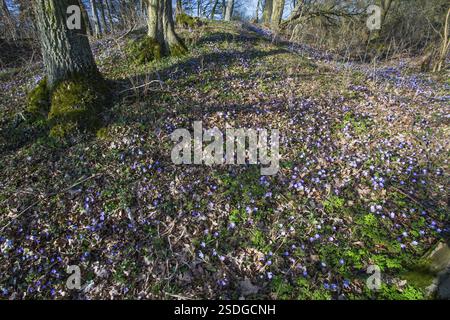 Hepatica comune, liverwort (Hepatica nobilis), piante che fioriscono abbondantemente in un bosco aperto, Assia, Germania, Europa Foto Stock
