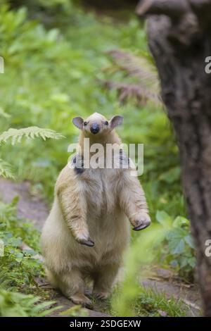 Un tamandua meridionale (Tamandua tetradactyla), in piedi alto, annusare qualcosa Foto Stock