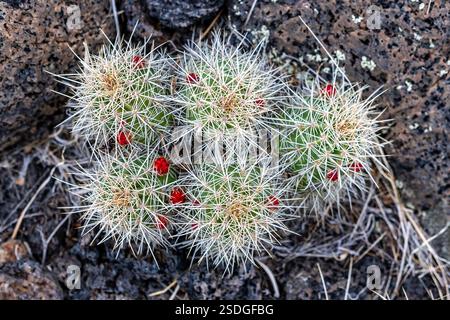 Beautiful cactus growing from the ancient lava flow.at El Malpais National Monument in Grants New Mexico. Foto Stock