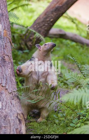 Un tamandua meridionale (Tamandua tetradactyla), si erge alto, in posizione difensiva Foto Stock