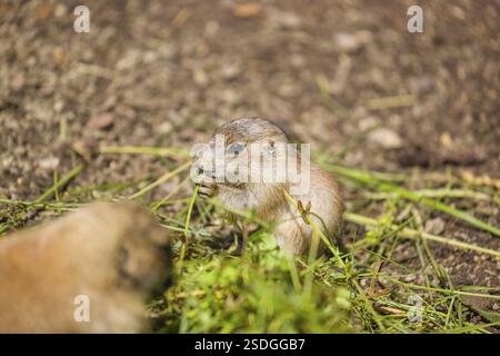 Un cucciolo di cane dalla coda nera (di 2 settimane) (Cynomys ludovicianus) si siede tra gli adulti su erba verde fresca, mangiandola Foto Stock