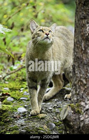 gatto selvatico europeo o gatto forestale (Felis silvestris), prigioniero, Svizzera, Europa Foto Stock