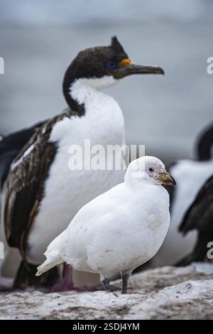 Becco bianco (Chionis alba) in una colonia di scogli dagli occhi blu (Phalacrocorax atriceps) Bleaker Island, Isole Falkland, Gran Bretagna, Sud A. Foto Stock