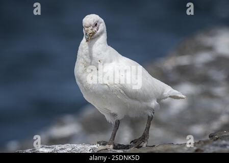 Becco bianco (Chionis alba), isola bleaker, isole Falkland, Gran Bretagna, Atlantico meridionale, sud America Foto Stock