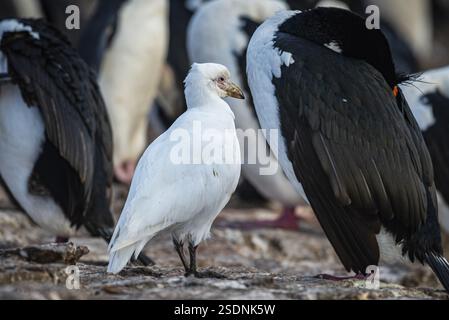Becco bianco (Chionis alba) in una colonia di scogli dagli occhi blu (Phalacrocorax atriceps) Bleaker Island, Isole Falkland, Gran Bretagna, Sud A. Foto Stock
