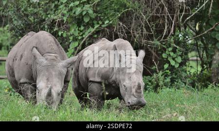 due piccoli rinoceronti bianchi del sud orfani in piedi uno accanto all'altro e pascolano pacificamente nella riserva di selvaggina del solio selvatico, in kenya Foto Stock