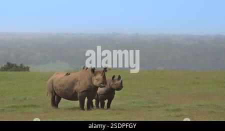 profilo laterale di una madre di rinoceronte nero e del suo bambino in allerta con le osspecker sulla schiena nella selvaggia riserva di selvaggina del solio, kenya Foto Stock