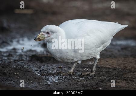 Becco bianco (Chionis alba), bere in una fonte d'acqua, Bleaker Island, Isole Falkland, Gran Bretagna, Atlantico meridionale, sud America Foto Stock