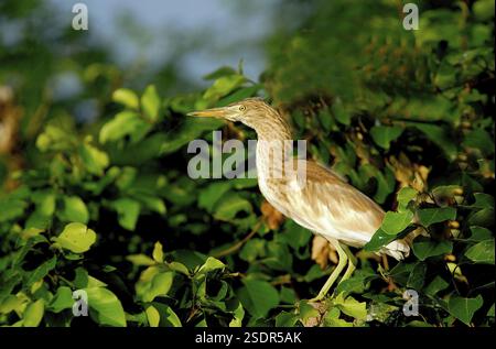Birds, Paddy o Indian Pond Heron Ardeola grayii Foto Stock