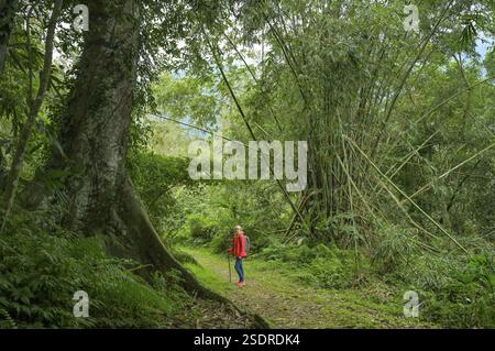 Sentiero escursionistico per Mount Liyu, foresta pluviale tropicale nell'area ricreativa della foresta nazionale di Chinan, Shoufeng Township, Hualien County, Taiwan, Asia Foto Stock