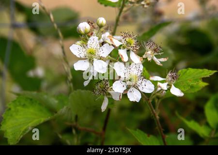 Un primo piano di fiori di gelso Foto Stock