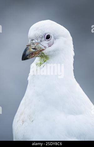Becco bianco (Chionis alba), isola bleaker, isole Falkland, Gran Bretagna, Atlantico meridionale, sud America Foto Stock