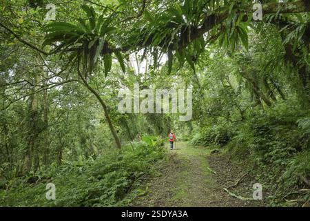 Sentiero escursionistico per Mount Liyu, foresta pluviale tropicale nell'area ricreativa della foresta nazionale di Chinan, Shoufeng Township, Hualien County, Taiwan, Asia Foto Stock