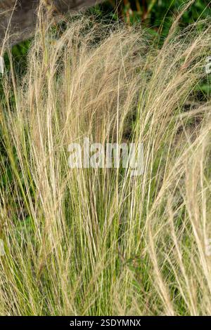 Nassella tenuissima pianta comunemente nota come erba messicana con piume o erba ad ago del Texas, immagine fotografica di stock di giardinaggio Foto Stock