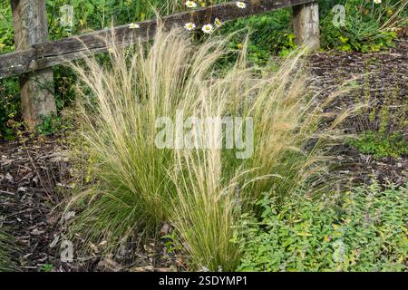 Nassella tenuissima pianta comunemente nota come erba messicana con piume o erba ad ago del Texas, immagine fotografica di stock di giardinaggio Foto Stock