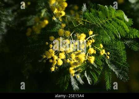 Primo piano del ramo di Flowering mimosa. Attenzione selettiva, Mimosa fiorisce sullo sfondo. Il ramo fiorito della mimosa viene offerto alle donne l'8 marzo per il Foto Stock