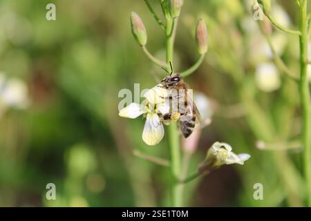 Primo piano di un'ape che raccoglie nettare, polline giallo sulle gambe, su uno sfondo splendidamente sfocato. Foto Stock