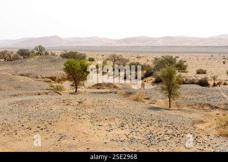 L'essiccato fiume Tsauchab nell'arido paesaggio del deserto del Namib, nel Parco nazionale Namib-Naukluft, vicino a Sossusvlei (Sossus Vlei), nella regione di Hardap, nel Nam Foto Stock