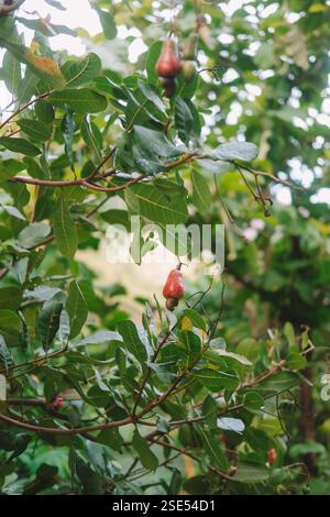 La mela rossa matura di anacardi ravvicinata con un dado attaccato è appesa a un ramo dell'albero Foto Stock