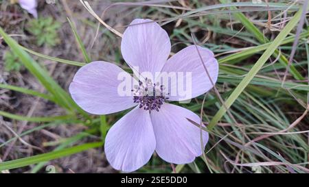 Anemone viola che fiorisce sulla montagna. Sopra lo scatto, primo piano. Foto Stock