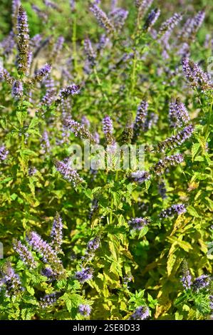 Fiori estivi viola chiaro di menta da giardino o menta verde Mentha spicata nel giardino inglese di settembre Foto Stock