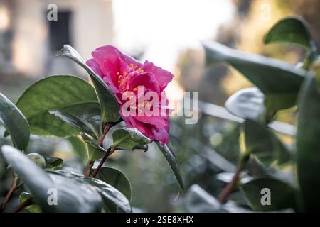 Camellia fiore rosa in un giardino botanico Foto Stock