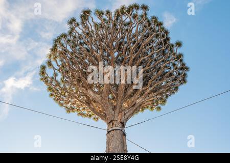 Famoso albero del Drago nella città di Icod de los Vinos, Tenerife, Spagna Foto Stock