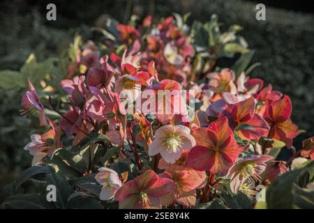 Fiori di rosa natalizia in un giardino botanico Foto Stock