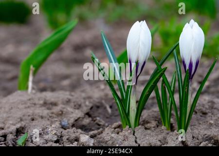 Croci bianchi con punte viola emergono dalla terra in un giardino all'inizio della primavera. Foglie verdi fresche circondano i delicati fiori, segnalando il Foto Stock