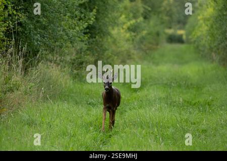 Giovane cervo maschio (cervo) nella campagna del Lincolnshire. Ritratto di animali nitido, guardando verso la fotocamera Foto Stock