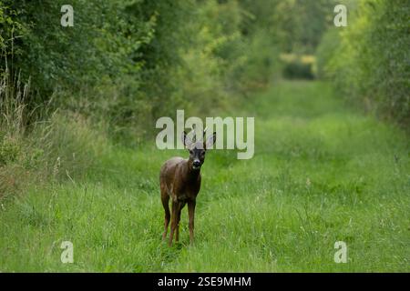 Giovane cervo maschio (cervo) nella campagna del Lincolnshire. Primo piano verso la fotocamera Foto Stock