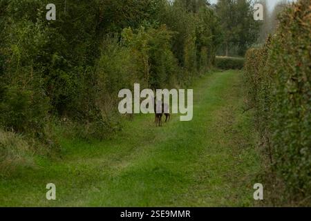 Due giovani fawn nella campagna del Lincolnshire Foto Stock