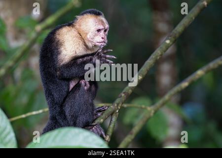 I cappuccini colombiani dalla faccia bianca, Cebus capucinus, o cappuccini dalla testa bianca Foto Stock