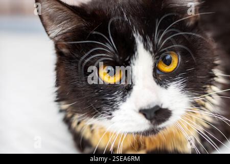 Questa immagine presenta una vista ravvicinata di un sorprendente gatto bianco e nero, che mostra i suoi accattivanti occhi gialli che attirano immediatamente l'attenzione Foto Stock