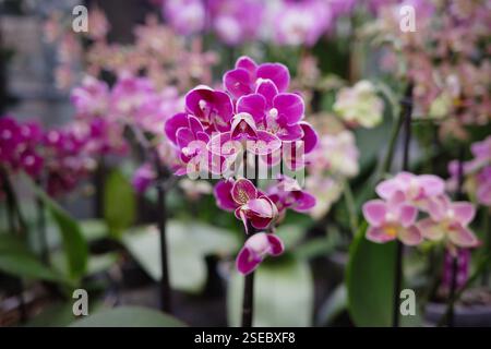 Comprare orchidee. Fiore d'orchidea da primo piano in vendita al centro del giardino. Foto Stock