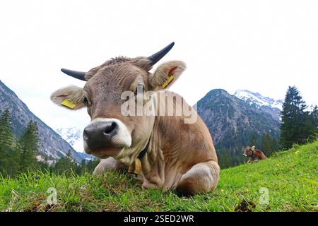 Bel bestiame marrone con corna e campana in montagna Foto Stock