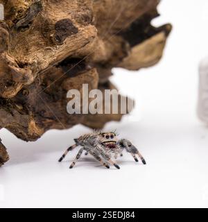 Foto macro dettagliata di un ragno saltato arroccato su una roccia, che mette in risalto le sue complesse texture e gli occhi grandi ed espressivi. Foto Stock