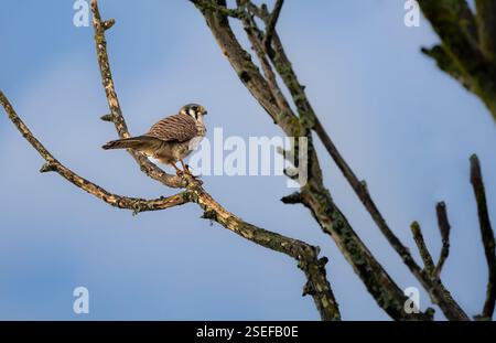 Un gheppio americano " Falco sparverius " poggia su un ramo mangiando una lucertola che ha catturato. Foto Stock